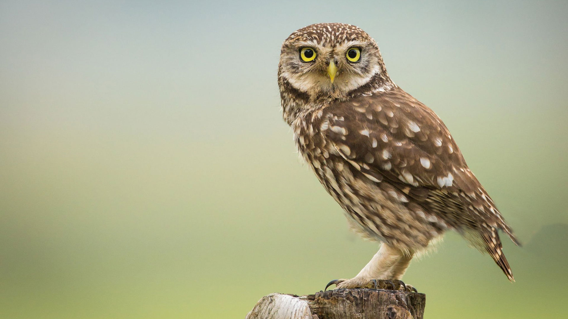 Opportunities in Greece